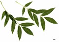 SpeciesSub: subsp. angustifolia SpeciesSub: subsp. angustifolia